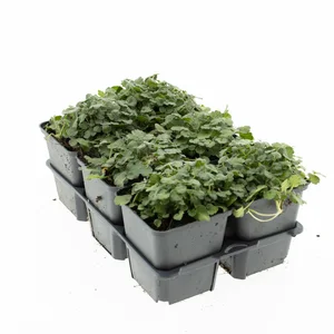 6Pack Erodium Var. 'Bishops Form' - afbeelding 4