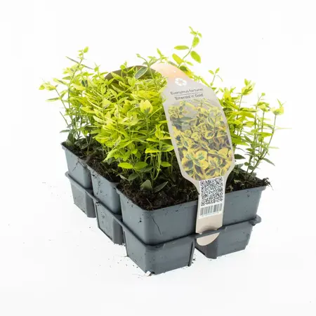 6Pack Euonymus Fort. 'Emerald 'N' Gold' - afbeelding 1
