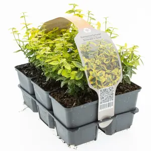6Pack Euonymus Fort. 'Emerald 'N' Gold' - afbeelding 2