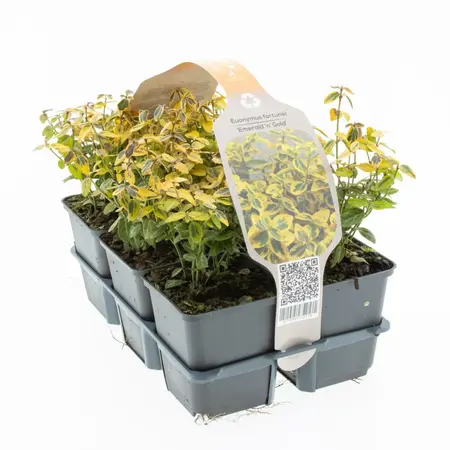 6Pack Euonymus Fort. 'Emerald 'N' Gold' - afbeelding 3