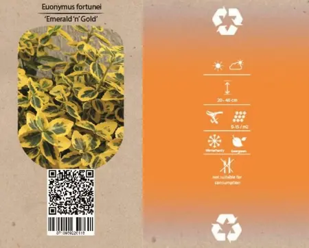 6Pack Euonymus Fort. 'Emerald 'N' Gold' - afbeelding 4
