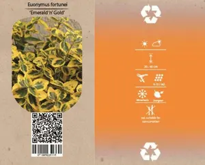 6Pack Euonymus Fort. 'Emerald 'N' Gold' - afbeelding 4