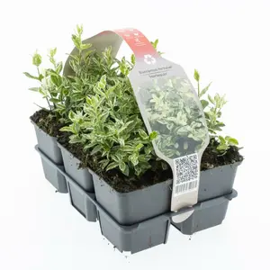 6Pack Euonymus Fort. 'Harlequin' - afbeelding 2