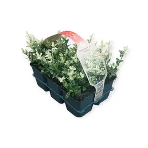 6Pack Euonymus Fort. 'Harlequin' - afbeelding 3