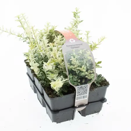 6Pack Euonymus Fort Harlequin - afbeelding 2