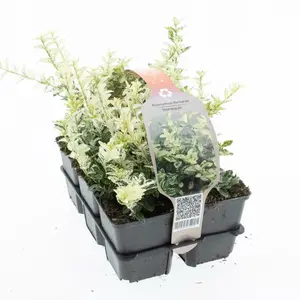 6Pack Euonymus Fort Harlequin - afbeelding 2