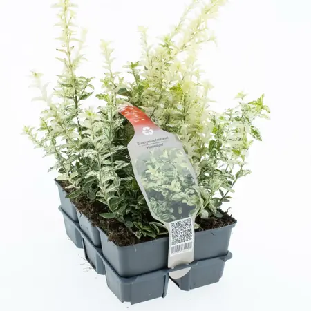 6Pack Euonymus Fort Harlequin - afbeelding 3