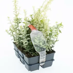6Pack Euonymus Fort Harlequin - afbeelding 3