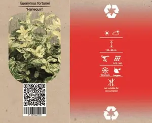 6Pack Euonymus Fort. 'Harlequin' - afbeelding 4