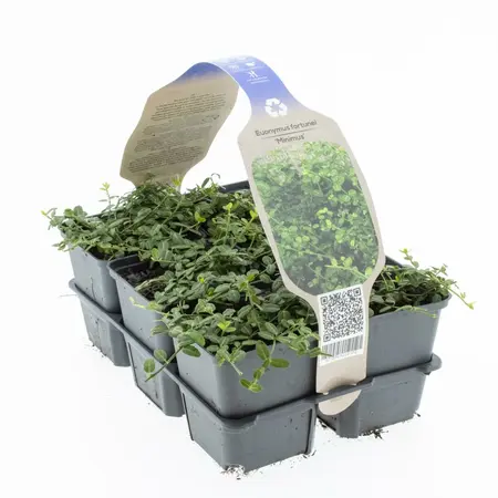6Pack Euonymus Fort. 'Minimus' - afbeelding 2