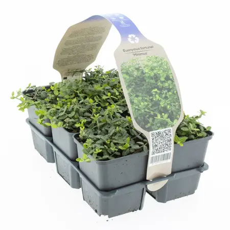 6Pack Euonymus Fort. 'Minimus' - afbeelding 3