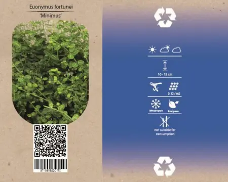 6Pack Euonymus Fort. 'Minimus' - afbeelding 4