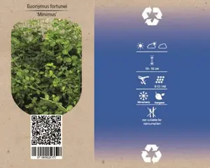 6Pack Euonymus Fort. 'Minimus' - afbeelding 4