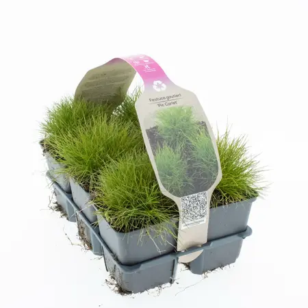 6Pack Festuca Gautieri 'Pic Carlit' - afbeelding 1