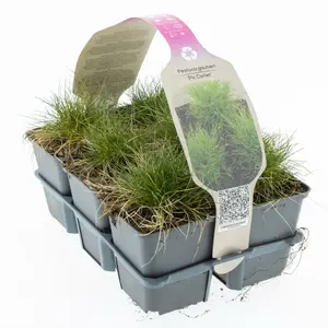6Pack Festuca Gautieri 'Pic Carlit' - afbeelding 2