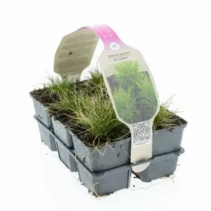 6Pack Festuca Gautieri 'Pic Carlit' - afbeelding 3
