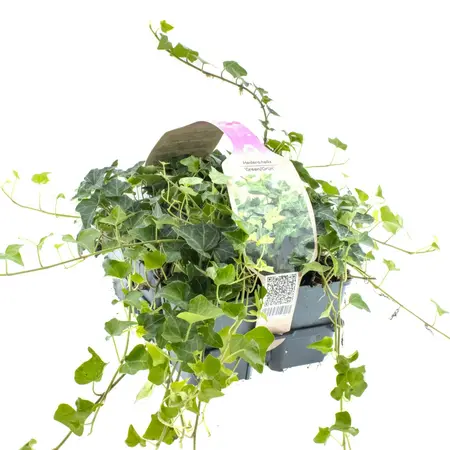 6Pack Hedera In Soorten, Wit/Geel/Groen - afbeelding 4