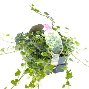 6Pack Hedera In Soorten, Wit/Geel/Groen - afbeelding 4