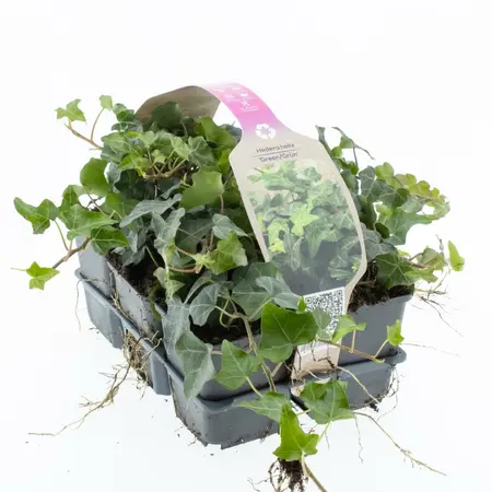 6Pack Hedera In Soorten, Wit/Geel/Groen - afbeelding 5