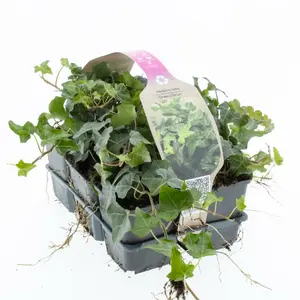 6Pack Hedera In Soorten, Wit/Geel/Groen - afbeelding 5
