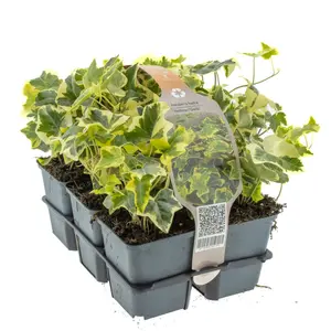 6Pack Hedera In Soorten, Wit/Geel/Groen - afbeelding 6