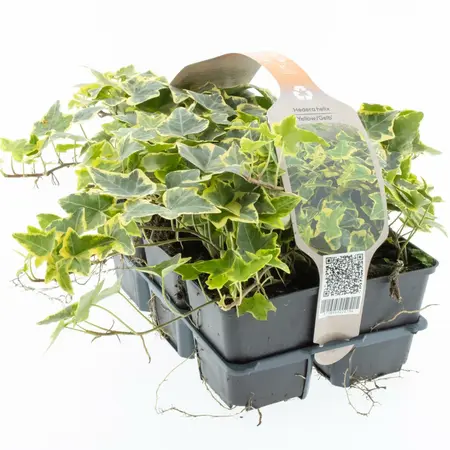 6Pack Hedera In Soorten, Wit/Geel/Groen - afbeelding 2