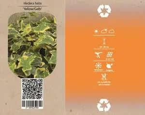 6Pack Hedera In Soorten, Wit/Geel/Groen - afbeelding 3