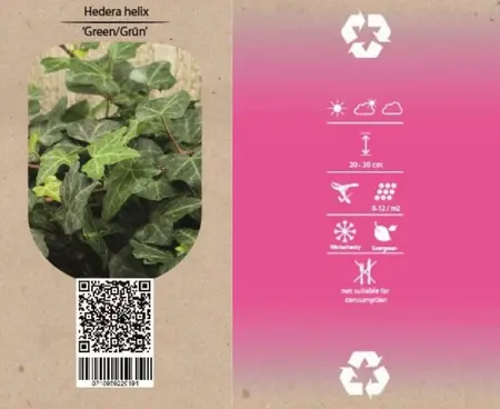 6Pack Hedera In Soorten, Wit/Geel/Groen - afbeelding 6