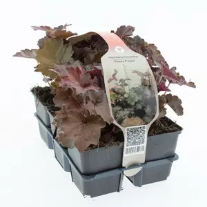 6Pack Heuchera Mic. 'Palace Purple' - afbeelding 3