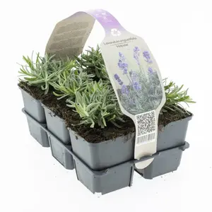 6Pack Lavandula Ang. 'Hidcote' - afbeelding 3