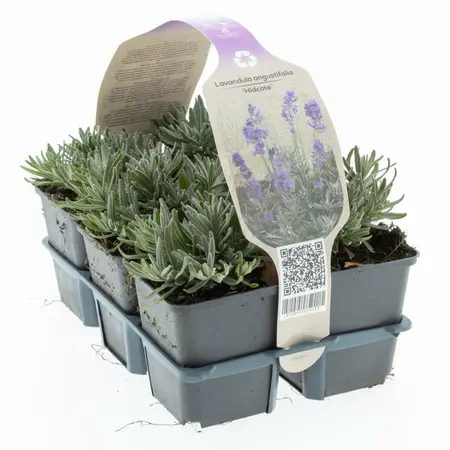 6Pack Lavandula Ang. 'Hidcote' - afbeelding 2