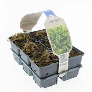 6Pack Leptinella Squalida