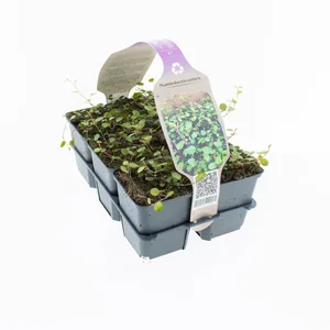 6Pack Muehlenbeckia Axillars - afbeelding 1