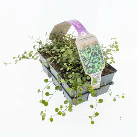 6Pack Muehlenbeckia Axillars - afbeelding 2