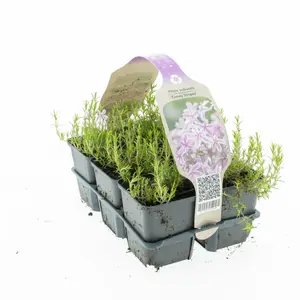 6Pack Phlox Subulata 'Candy Stripes' - afbeelding 3