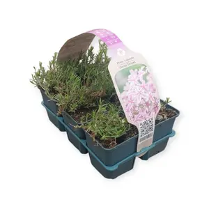 6Pack Phlox Subulata 'Candy Stripes' - afbeelding 2
