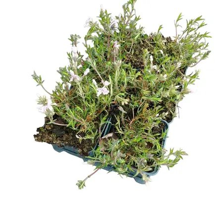 6Pack Phlox Subulata 'Candy Stripes' - afbeelding 3
