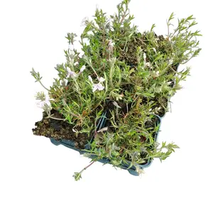 6Pack Phlox Subulata 'Candy Stripes' - afbeelding 3