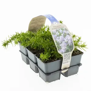 6Pack Phlox Subulata 'Cushion Blue' - afbeelding 3