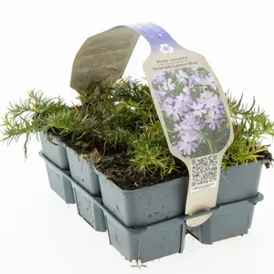 6Pack Phlox Subulata 'Cushion Blue' - afbeelding 2
