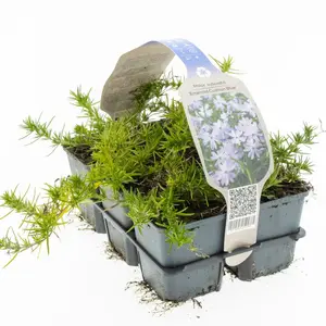 6Pack Phlox Subulata 'Cushion Blue' - afbeelding 3