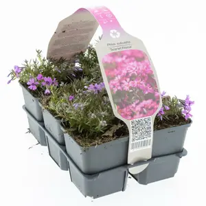 6Pack Phlox Subulata 'Scarlet Flame' - afbeelding 3