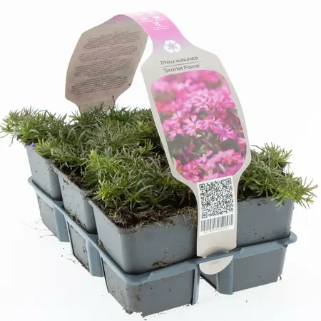 6Pack Phlox Subulata 'Scarlet Flame' - afbeelding 2