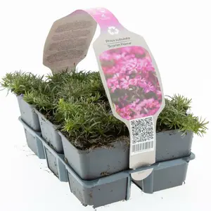 6Pack Phlox Subulata 'Scarlet Flame' - afbeelding 2