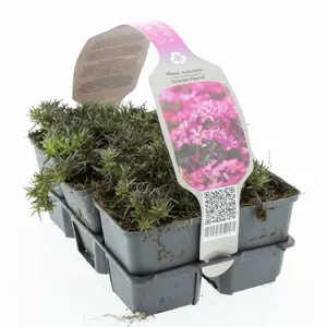 6Pack Phlox Subulata 'Scarlet Flame' - afbeelding 3