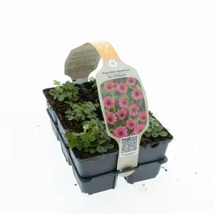 6Pack Potentilla
