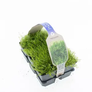 6Pack Sagina Subulata - afbeelding 4