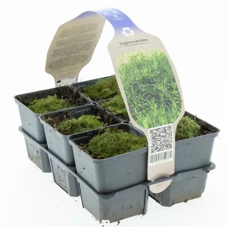 6Pack Sagina Subulata - afbeelding 2
