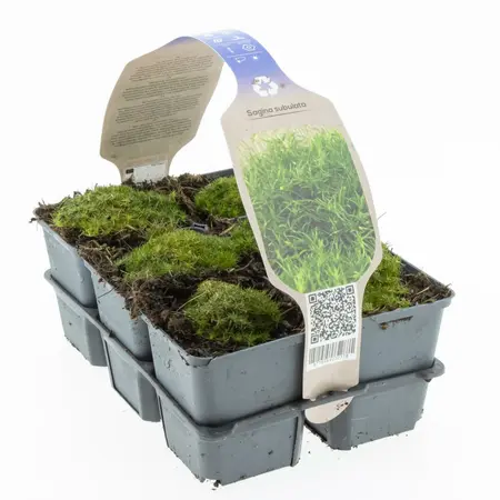 6Pack Sagina Subulata - afbeelding 3