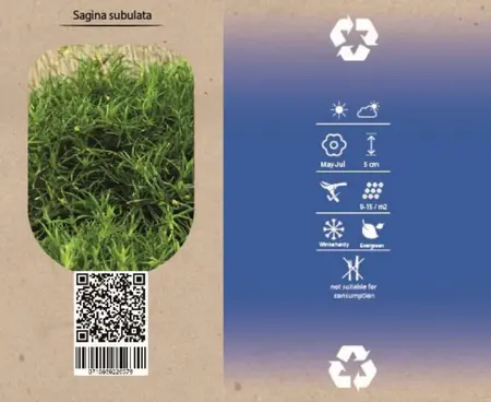 6Pack Sagina Subulata - afbeelding 4